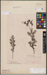 Foto von Salix aurita L. x Salix repens L.